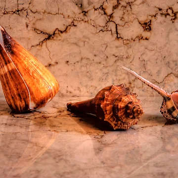 Artwork thumbnail, Shells V by andreisky