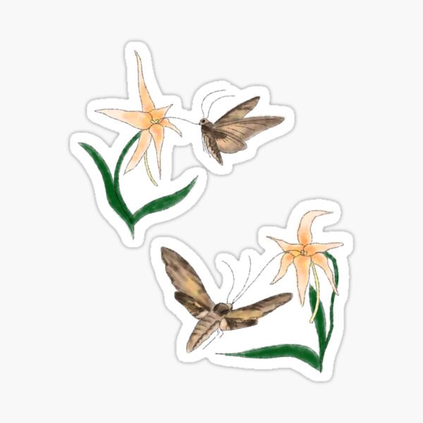 Moth Orchid Coevolution Sticker
