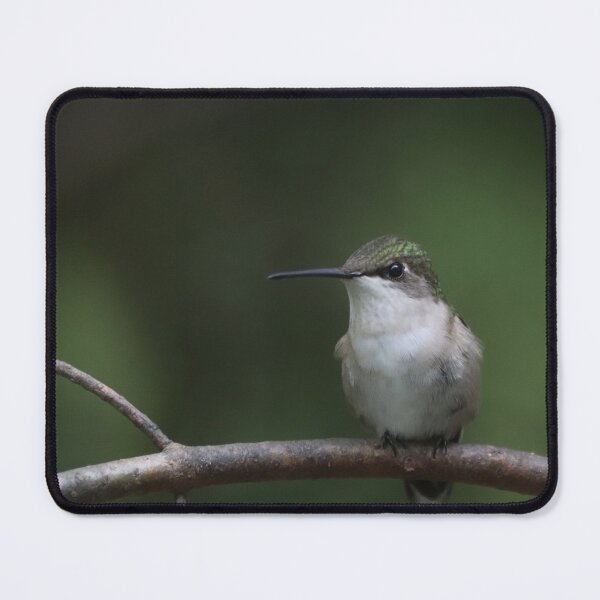 Item preview, Female Ruby-throated Hummingbird designed and sold by June Krisko.