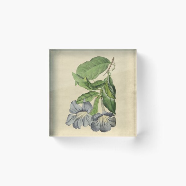 Item preview, Beautiful Tacoma With Details designed and sold by ptMaker.