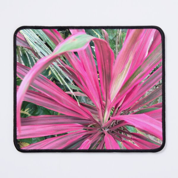 Item preview, Ti plant pink designed and sold by vibeno1.
