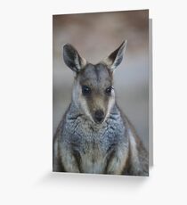 whistful wallaby Greeting Card