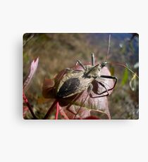 Stink Bug Leinwanddruck