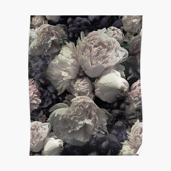 Peonies pink old masters style Poster