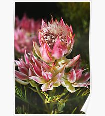Pink and Pretty Protea Flower Poster