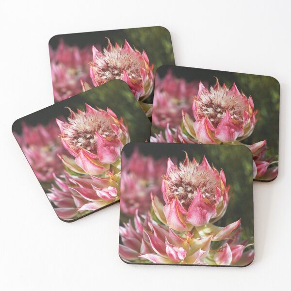 Item preview, Pink and Pretty Protea Flower  designed and sold by Joy Watson - Natural Light Photography .