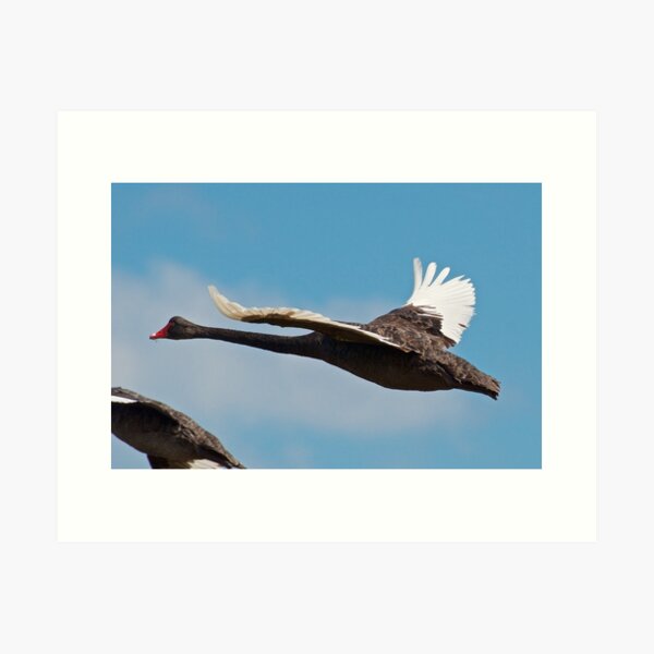 Item preview,  WATERFOWL ~ Black Swan NNJPRGYB by David Irwin designed and sold by tasmanianartist.