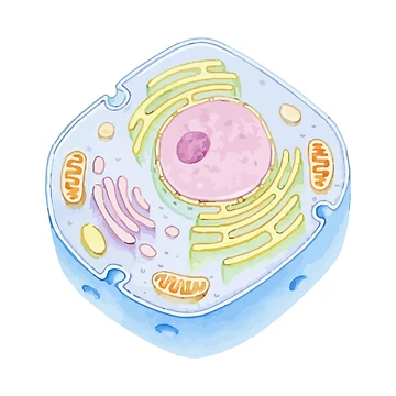 Artwork thumbnail, Human Cell Structure by labstud