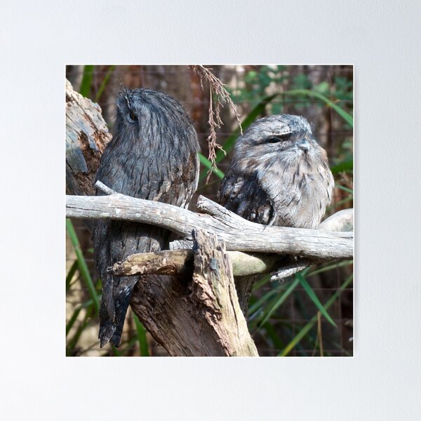 FROGMOUTH ~ Tawny Frogmouth J5VCCL6A by David Irwin ~ WO Poster
