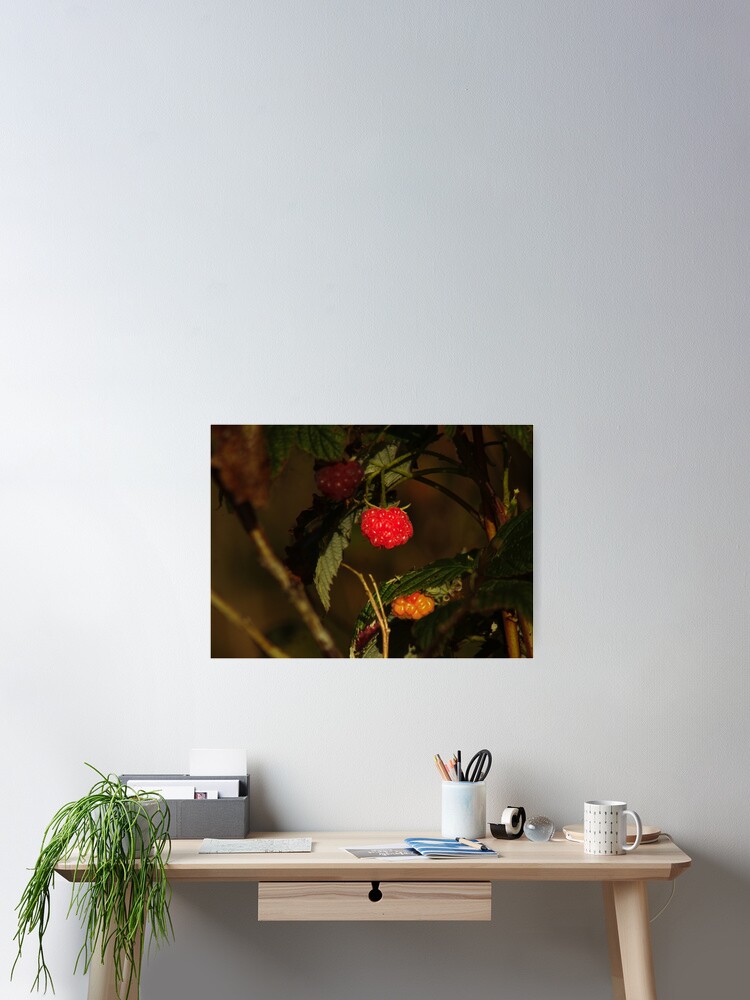 Thumbnail 2 of 3, Poster, red raspberry designed and sold by Francespoppy.