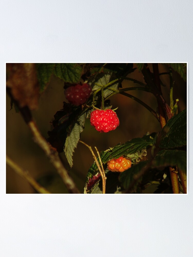Thumbnail 1 of 3, Poster, red raspberry designed and sold by Francespoppy.