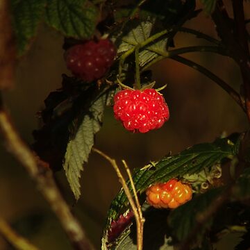 Artwork thumbnail, red raspberry by Francespoppy