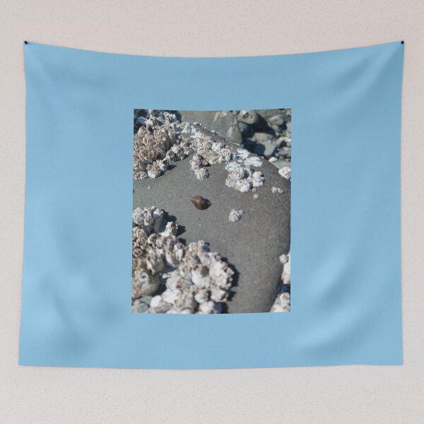Item preview, Sea snail shell on rock  designed and sold by WildNature129.