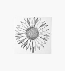 Sonnenblume Galeriedruck