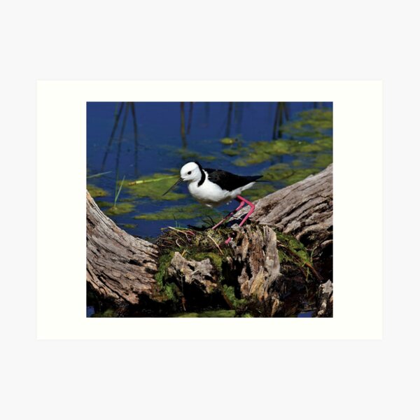 Black Winged Stilt with eggs in nest Art Print