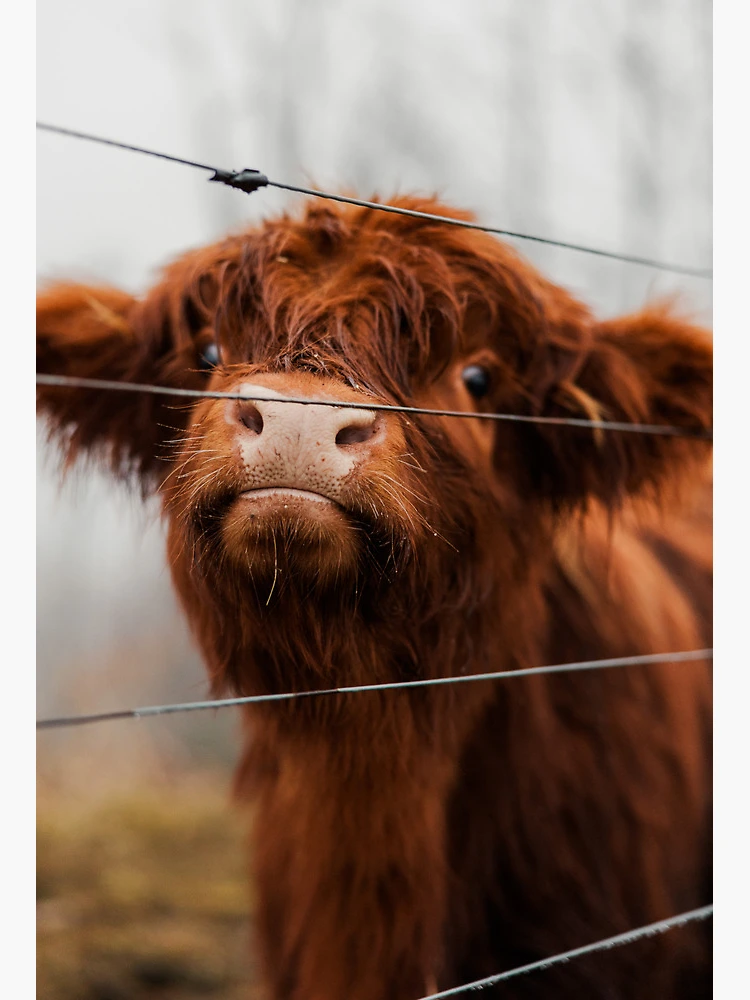 Caught Red Handed Cow Dish Drying Mat – Martin Welch Art