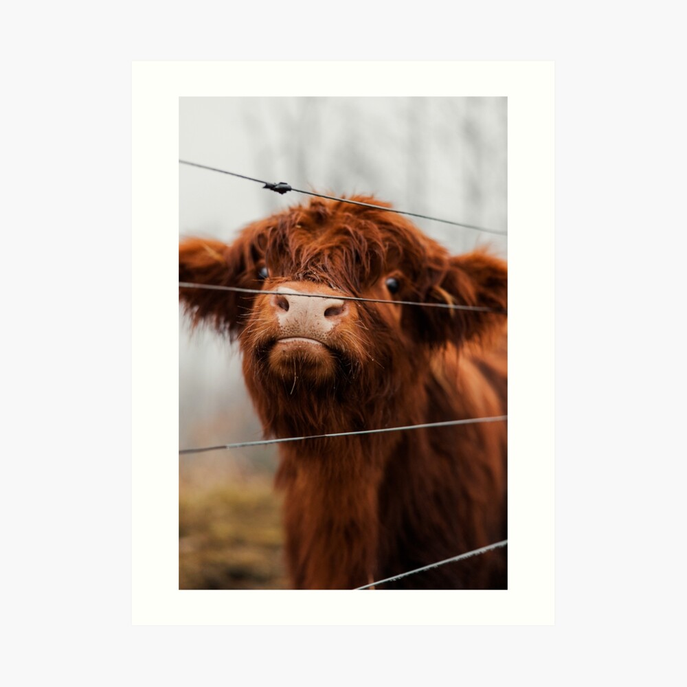 Caught Red Handed Cow Dish Drying Mat – Martin Welch Art