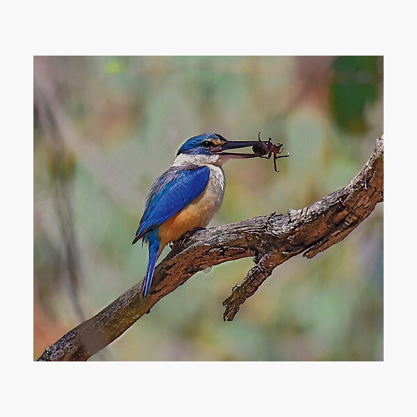 Sacred Kingfisher and huge spider Photographic Print