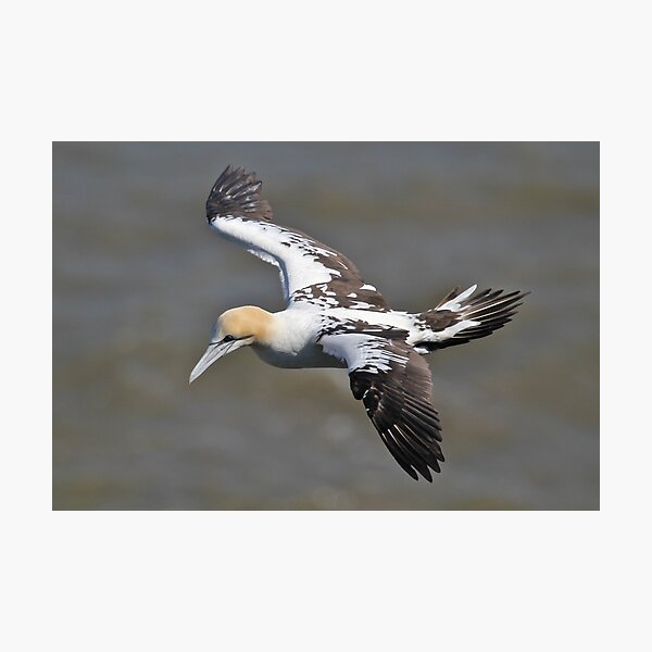 Item preview, Gliding Gannet designed and sold by dilouise.