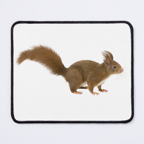 Item preview, Squirrel designed and sold by Unindiv.