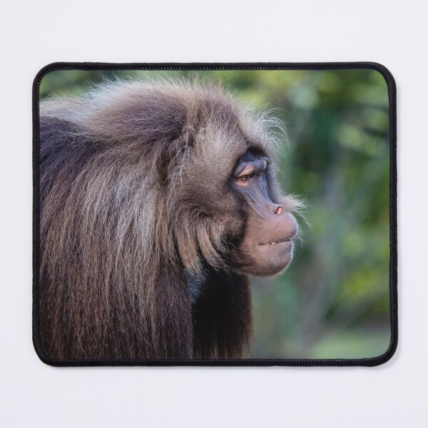 Item preview, Alpha male of Gelada Baboon designed and sold by LubosChlubny.