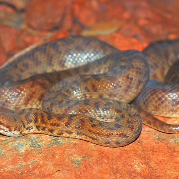 Artwork thumbnail, Pygmy python by Stewart Macdonald