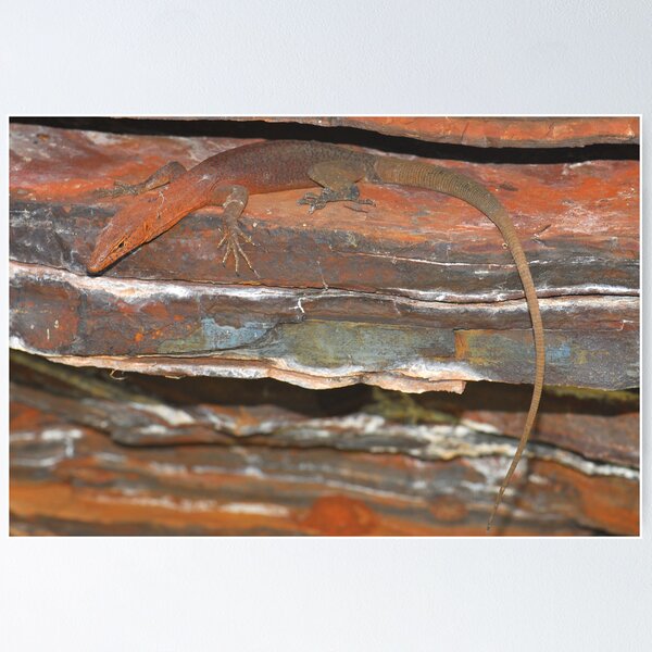 Item preview, Pilbara rock monitor designed and sold by Stewart Macdonald.