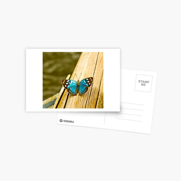 blue butterfly Postcard