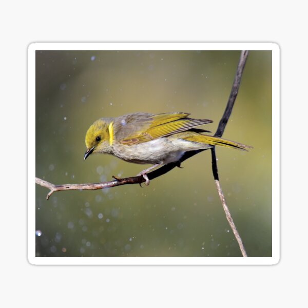 Bath time- Yellow Plumed Honeyeater Sticker