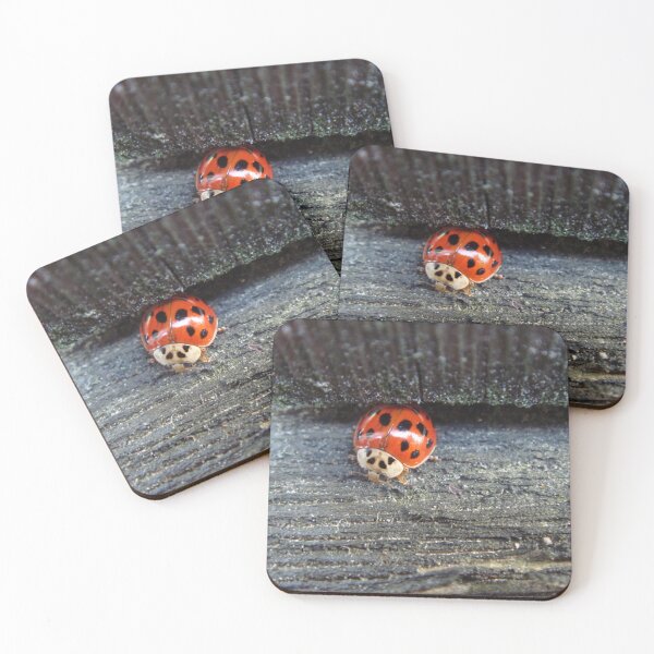 Item preview, Ladybug explores feeding site - macro // designed and sold by Lillrose.