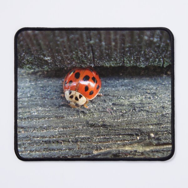 Item preview, Ladybug explores feeding site - macro // designed and sold by Lillrose.
