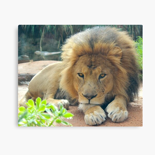 Lion Stare Canvas Print