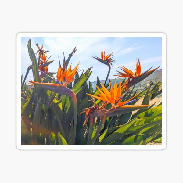 Birds of paradise Sticker