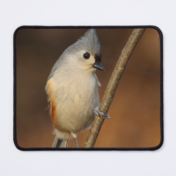 Item preview, Tufted Titmouse designed and sold by Jessica Kirste.