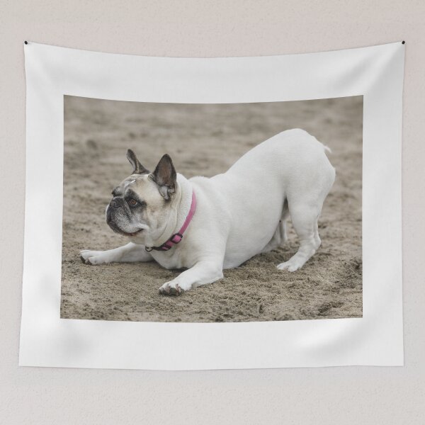 Item preview, 9-Years-Old white male Frenchie in playful posture at the beach designed and sold by yhelfman.