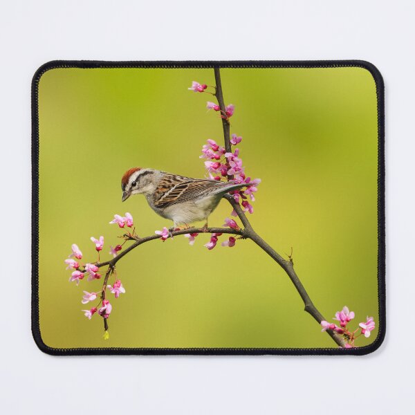 Item preview, Chipping Sparrow designed and sold by Jessica Kirste.