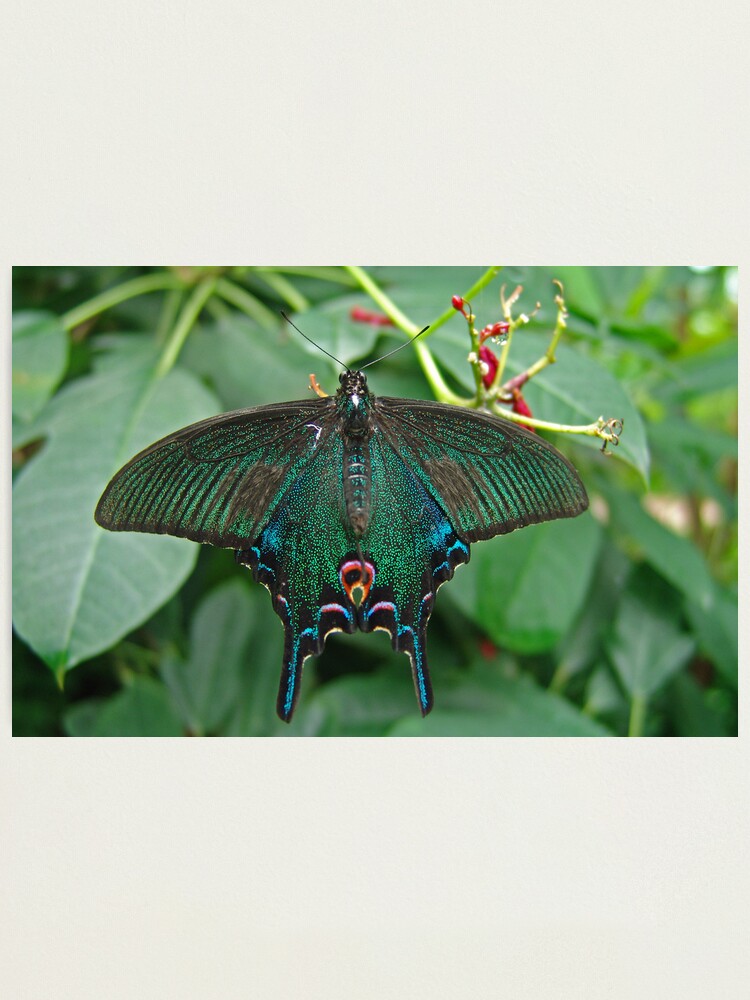 Chinese Peacock Butterfly Photographic Print By Hawker Redbubble