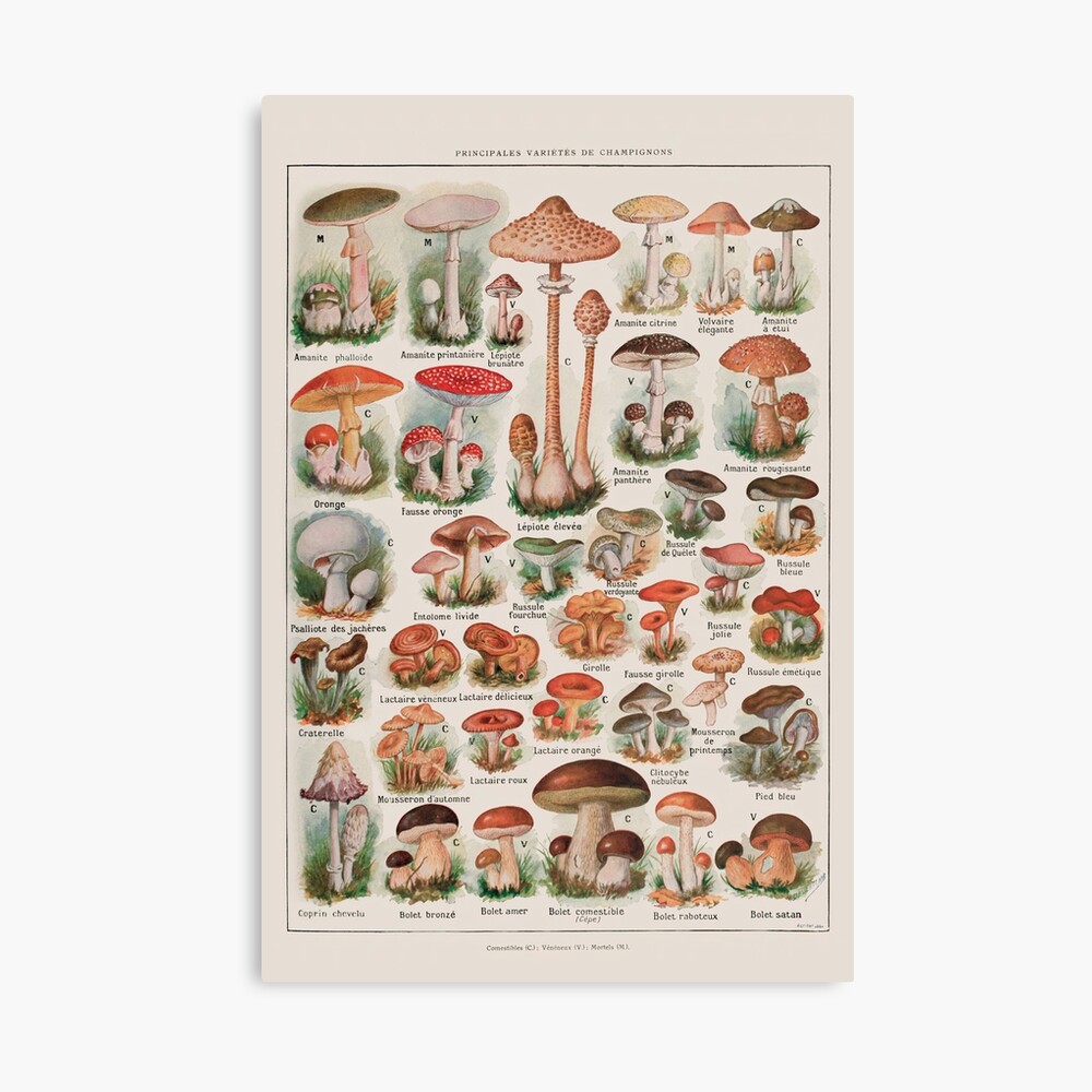 Vintage Mushroom Fungus Science Illustration IV