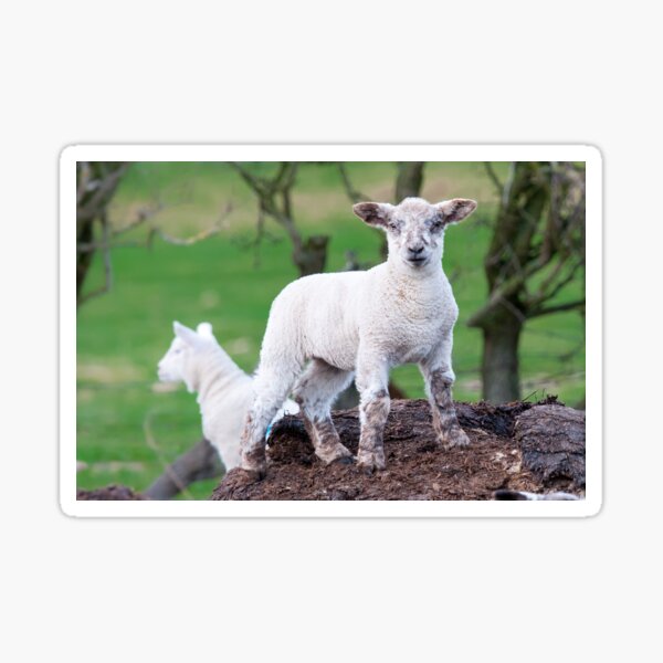 Spring Lambs Sticker