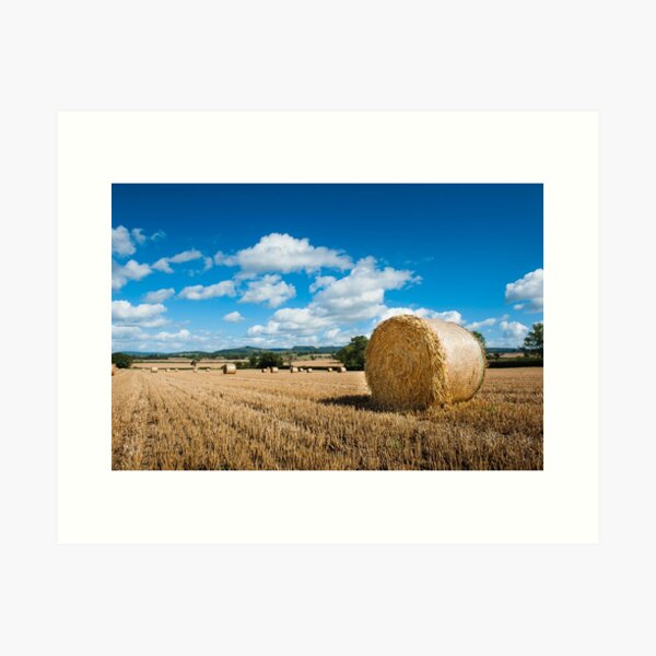 Harvest time Art Print