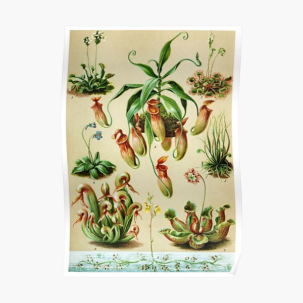 carnivorous plant types Poster