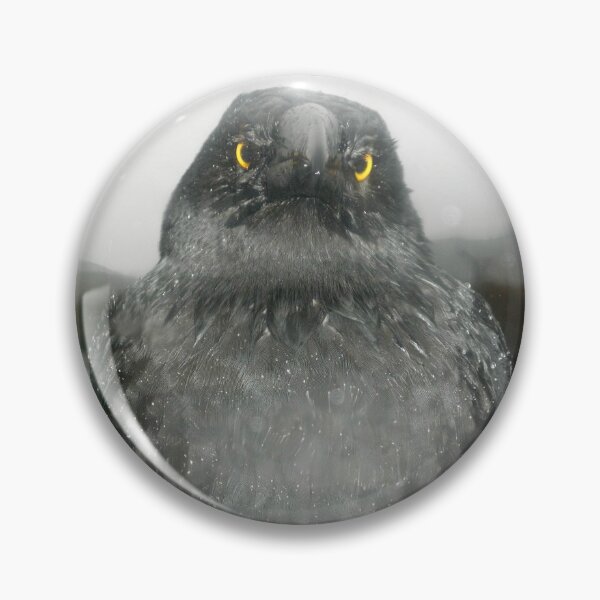 Item preview, Eye Contact with Currawong, Ronny Creek, Cradle Mountain,Tasmania. designed and sold by kaysharp.