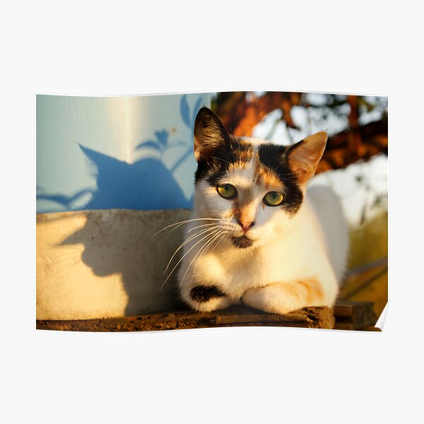 Posing Poster