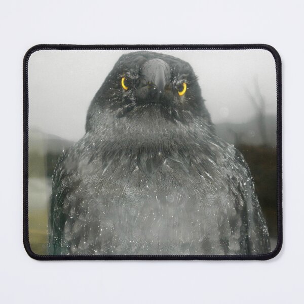 Item preview, Eye Contact with Currawong, Ronny Creek, Cradle Mountain,Tasmania. designed and sold by kaysharp.
