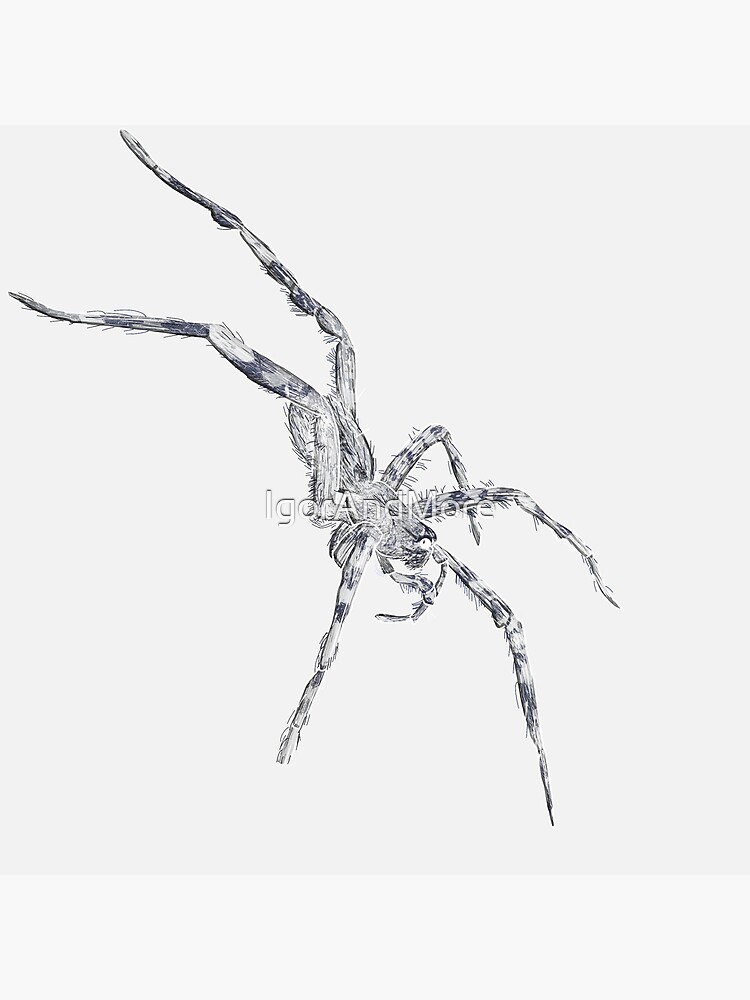 Fishing Spider Invert Art Print for Sale by IgorAndMore
