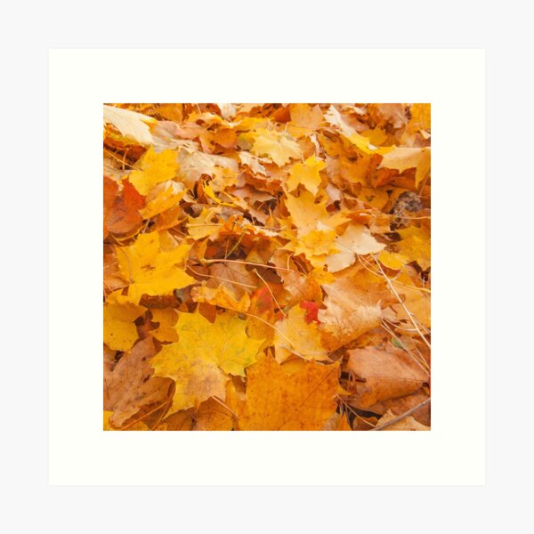 Autumn Maple Leaves Art Print