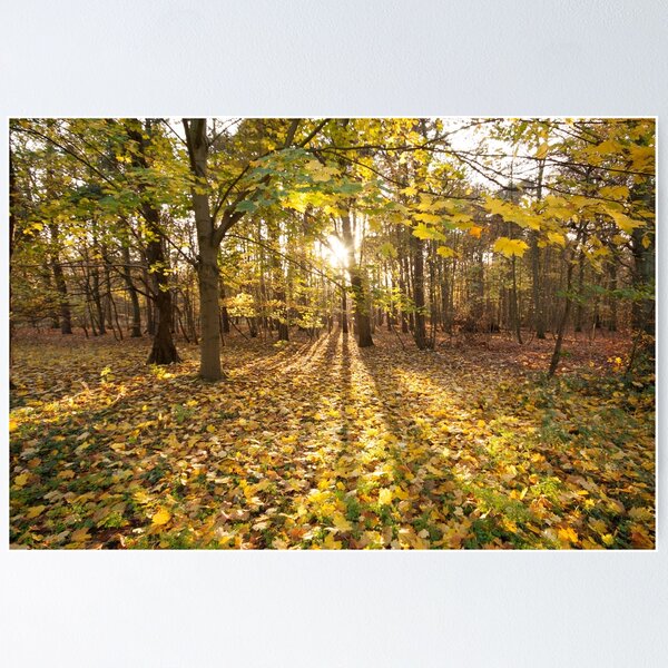 Autumn Leaves Near Thetford Poster