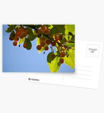 Crabapples Postcards