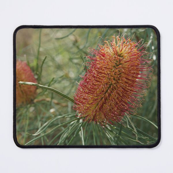 Item preview, Red swamp banksia designed and sold by rogersmith.