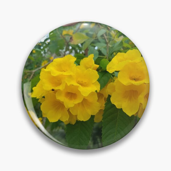 Item preview, Golden trumpet tree plant designed and sold by vibeno1.